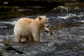 Great Bear Rainforest