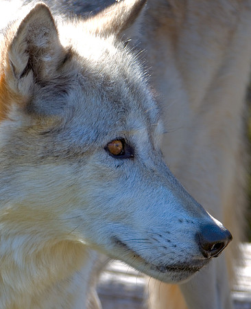 Wolf at the Grizzly and Wolf Discovery Center in West Yellowstone