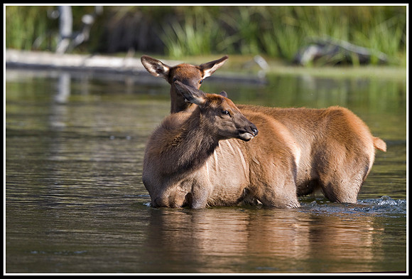 Elk Calves = Madison River