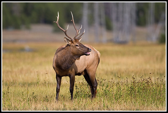 Bull Elk - Madison River
