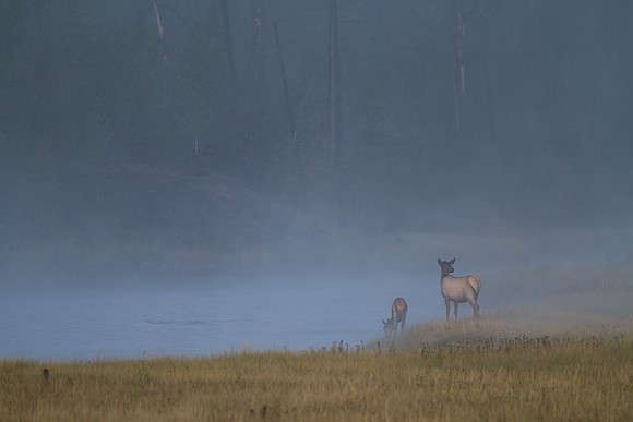 Cow Elk and calf along Yellowstone's Madison River