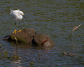 Trinity River Birds