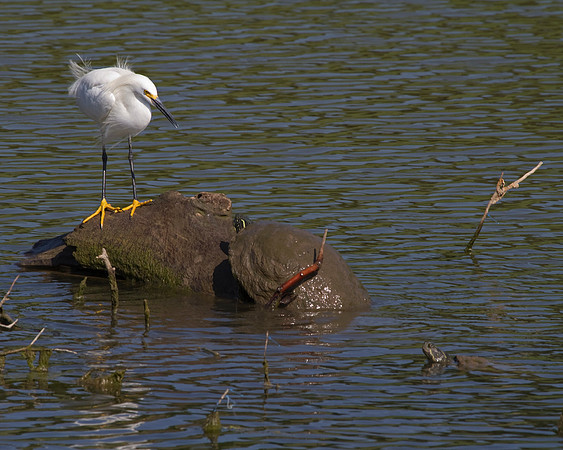 Snowy Egret