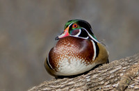 Wood Duck Drake