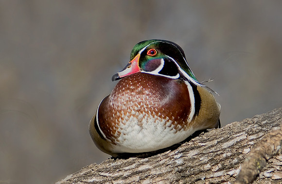 Wood Duck Drake