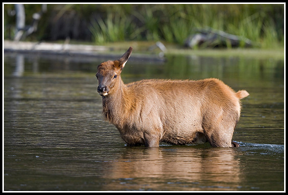 Elk Calf - Madison River