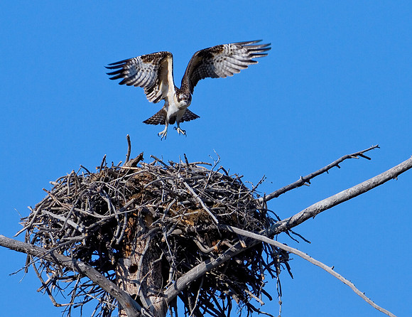 Osprey