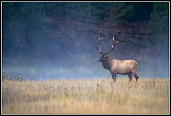 Bull Elk - Madison River