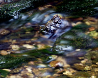 Trinity River Stream
