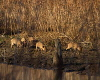 Wild Hog Piglets