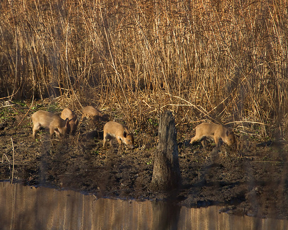 Wild Hog Piglets