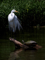 Great Egret and Friend
