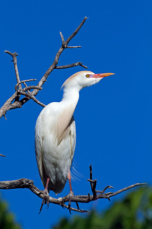 Cattle Egret