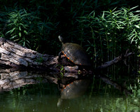Red-Eared Slider