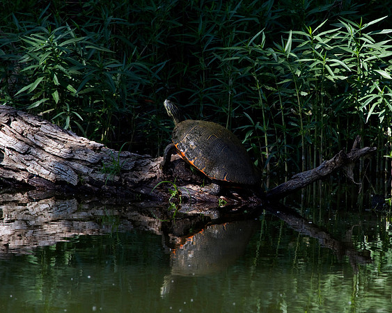 Red-Eared Slider