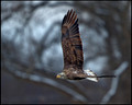 Wisconsin Eagles