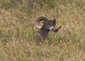 Yellowstone 2016