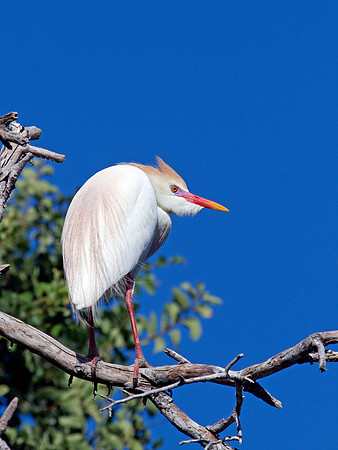 Cattle Egret