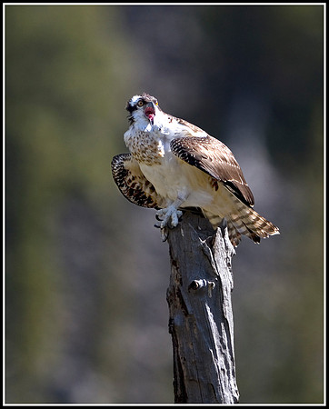 Osprey - Madison River