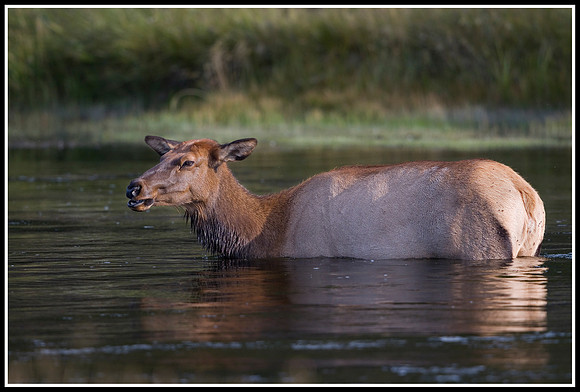 Cow Elk - Madison River