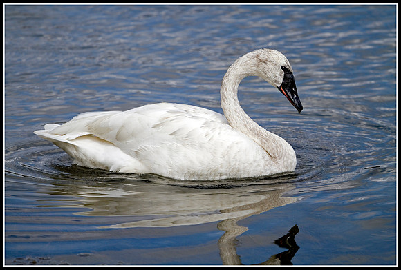 Trumpeter Swan - Yellowstone River