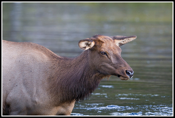 Cow Elk - Madison River