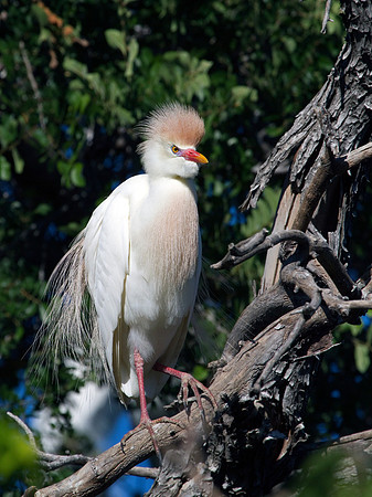 Cattle Egret