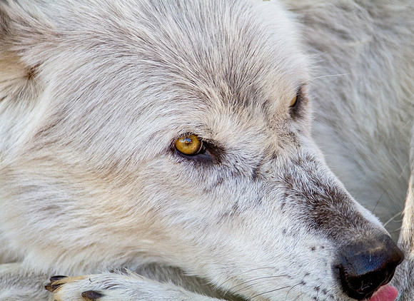 Wolf at the Grizzly and Wolf Discovery Center in West Yellowstone