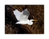 Great Egret in Flight