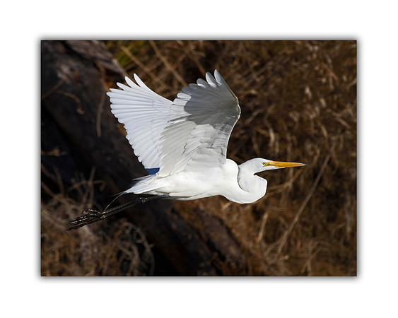 Great Egret in Flight