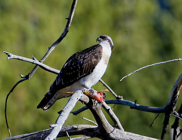 Osprey