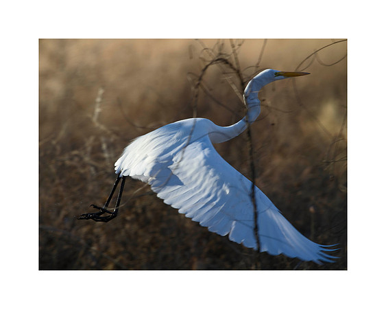 Great Egret In Flight