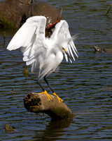 Snowy Egret