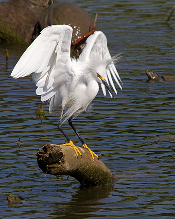 Snowy Egret