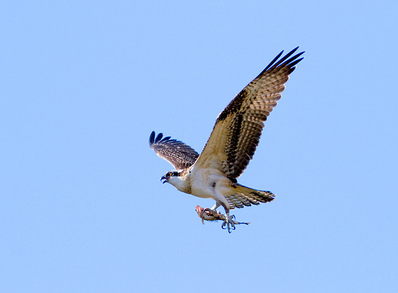 Osprey