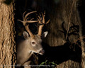 Latest Deer Images