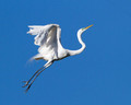 Great Egrets