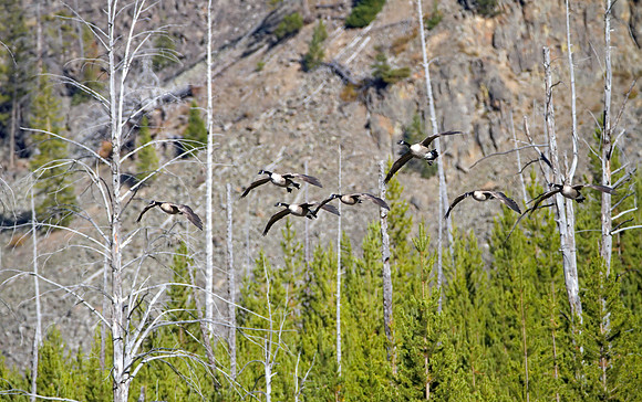 Canada Geese