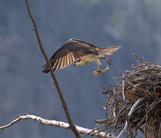 Osprey