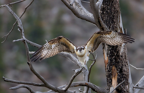 Osprey
