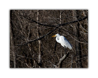 Great Egret