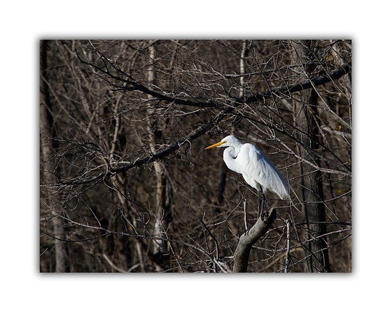 Great Egret