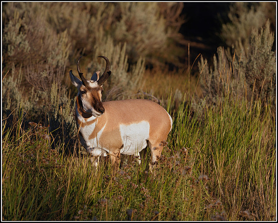 Pronghorn Antelope Buck - Lamar Valley