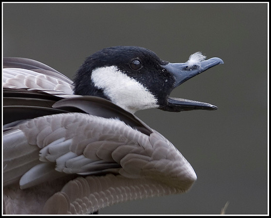 Canada Goose - Madison River