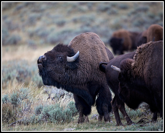 Bison - Hayden Valley