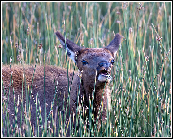 Elk Calf - Madison River