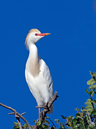 Cattle Egret