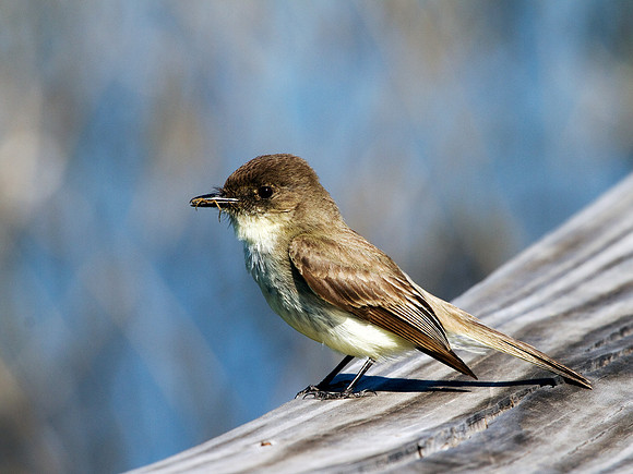 Eastern Phoebe