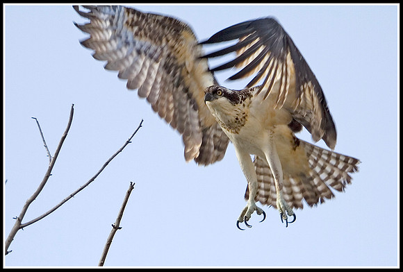 Osprey - Madison River