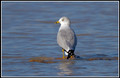 Gulls